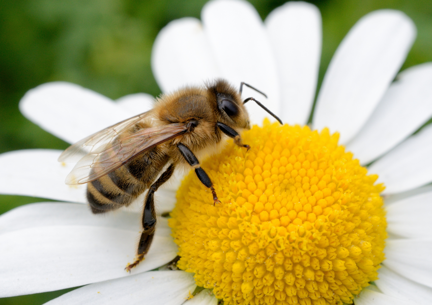 Rettet die Bienen! Was du sofort zum Bienenschutz beitragen kannst