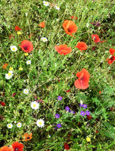 Lade das Bild in den Galerie-Viewer, Blumensamen Gastgeschenke Wildblumen vintage
